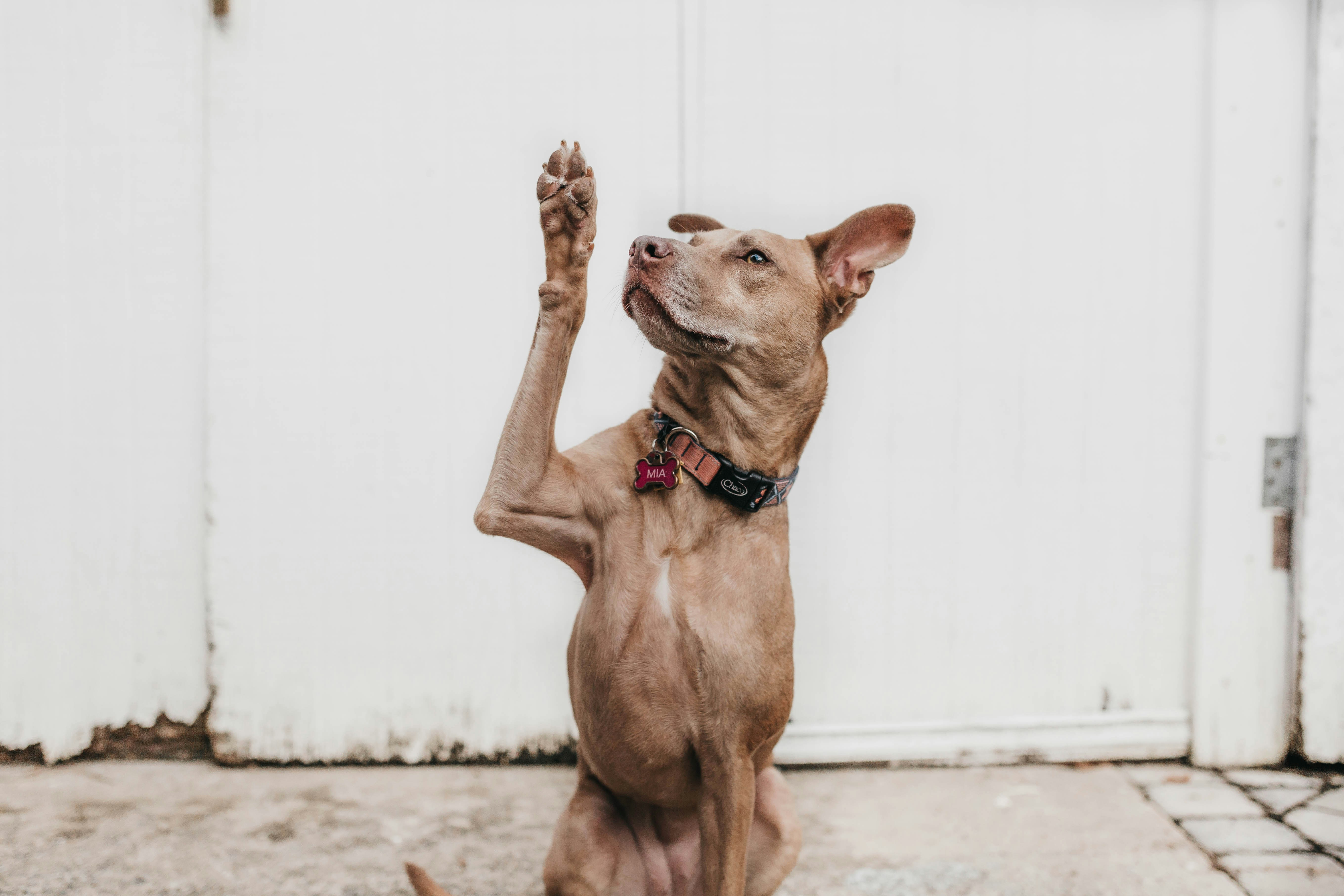 Une photo d'un chien qui lève la pattoune en voulant poser une question