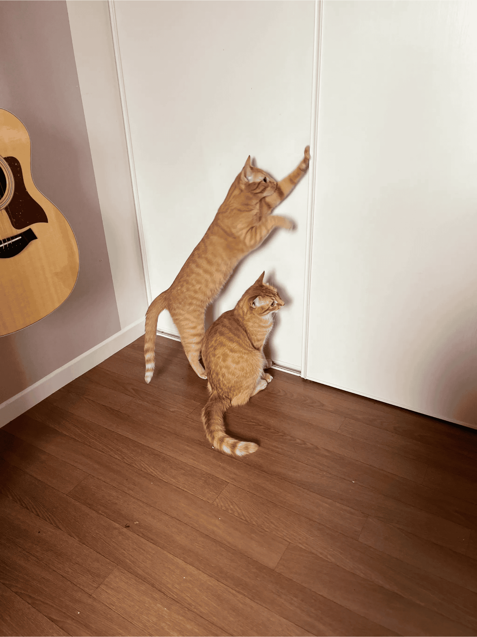 Une photo de mes chats qui font équipe pour essayer d'ouvrir une armoire à porte coulissante