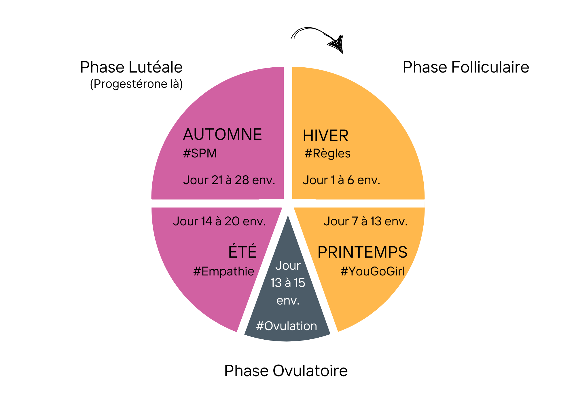 Un schéma en forme de camembert, en 5 parts, avec, dans le sens des aiguilles, une part Hiver, Les règles, du jour 1 à 6, Printemps du jour 7 à 13, l'ovulation du jour 13 à 15, Été du jour 14 à 20 et Automne, le spm, du jour 21 à 28. Hiver et Printemps forment la phase folliculaire. Été et Automne la phase lutéale c'est là qu'intervient la progestérone, du jour 14 à 28. Et entre les deux, la phase ovulatoire.