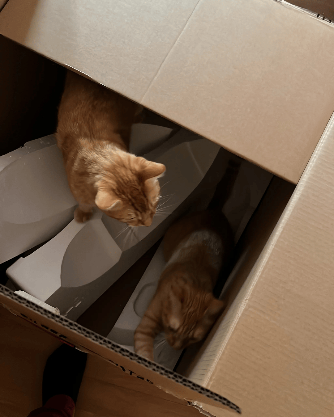 Mes chats qui jouent dans un gros carton